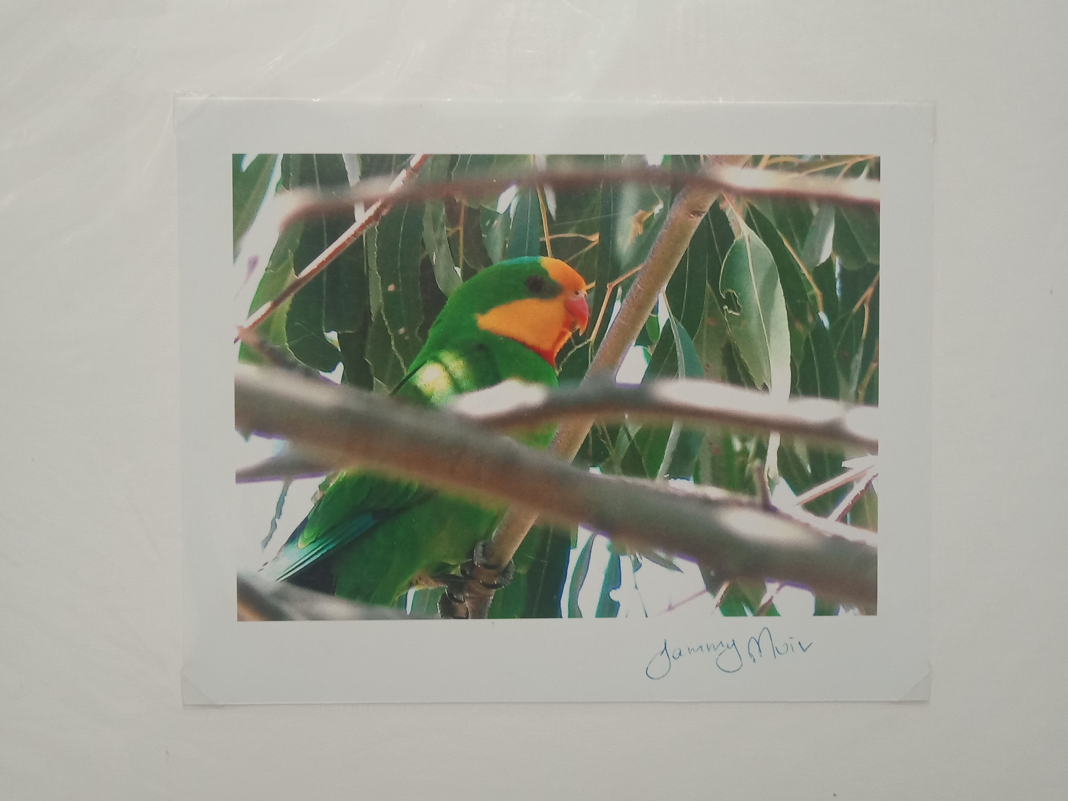tm-superb-parrot-1